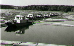 A fleet of tugs